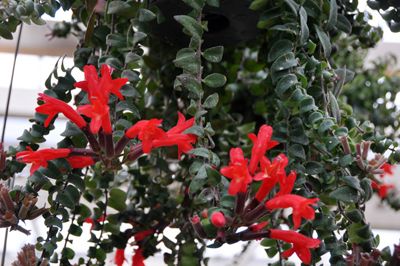 Hanging Red lipstick Plant / Red Lipstick (Single Plant) - Image 5