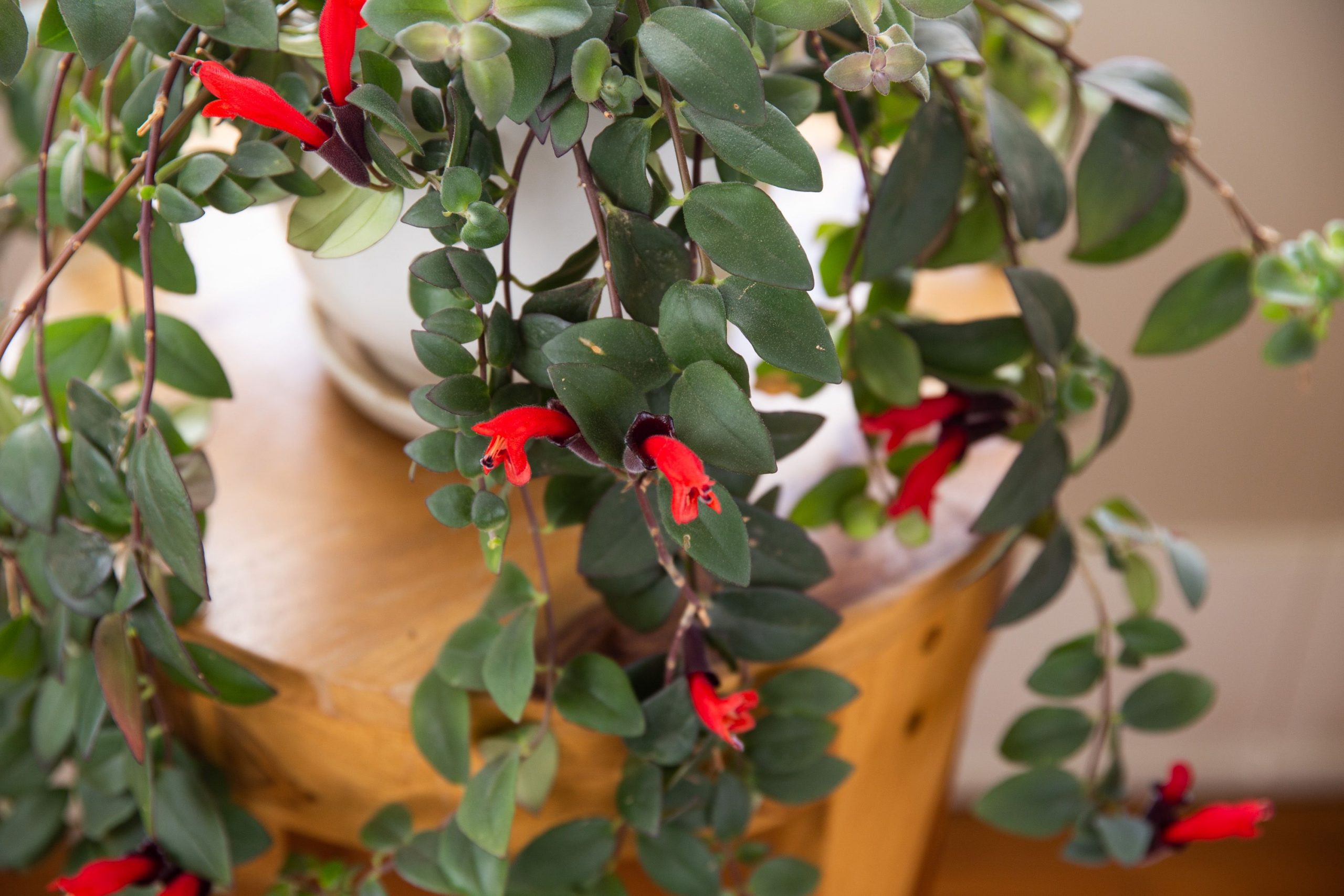 Hanging Red lipstick Plant / Red Lipstick (Single Plant) - Image 6