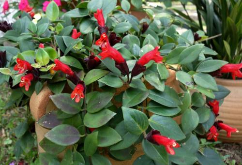 Hanging Red lipstick Plant / Red Lipstick (Single Plant) - Image 7