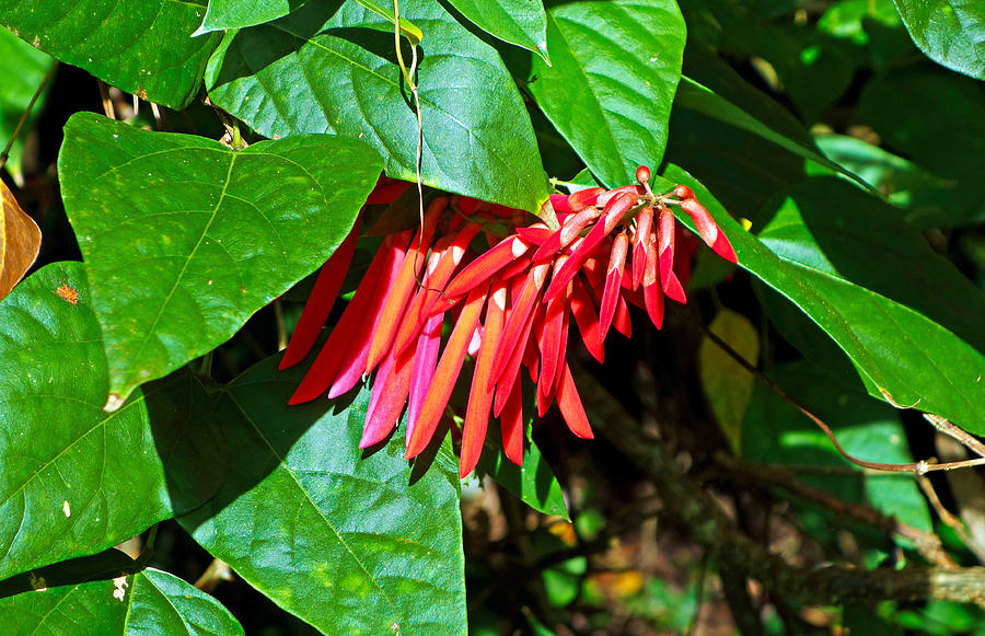 Hanging Red lipstick Plant / Red Lipstick (Single Plant) - Image 8