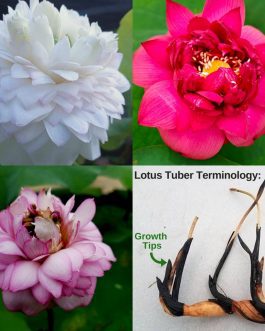 Rose Pink / Heart Blood / New Star 1 Combo