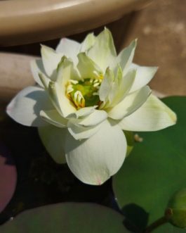 White Puff / Si Thong Shuai / Red Commander / Thai Hu Love Deep combo (4 Tubers)