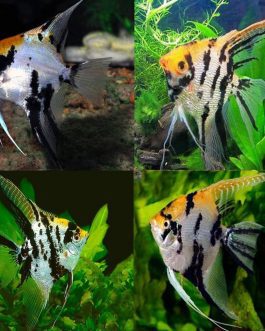 Golden Marble Angel (4 pieces)