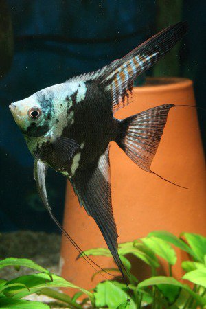 Blue Chocolate Angel (4 nos)