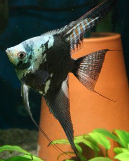 Blue Chocolate Angel Adult