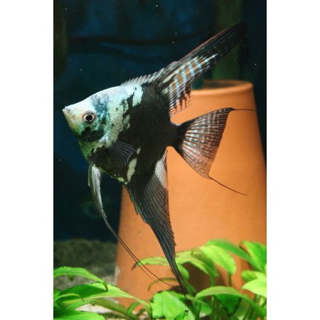 Blue Chocolate Angel (4 nos) - Image 3