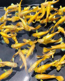 Full Gold Guppy Pair