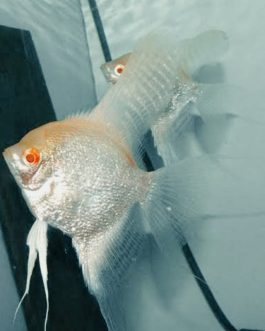 Albino Dantum( Albino Pearl Scale) (4 Pieces)