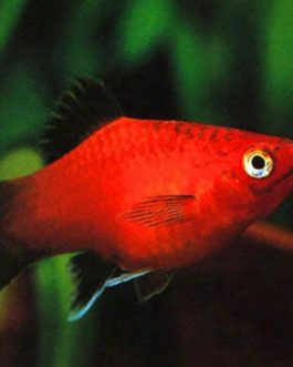 Wag Tail Platty ( 5 Pieces )