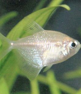 White Tetra ( 5 pcs)