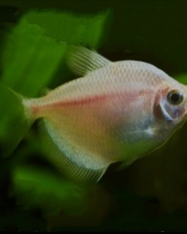 White Tetra ( 5 pcs)