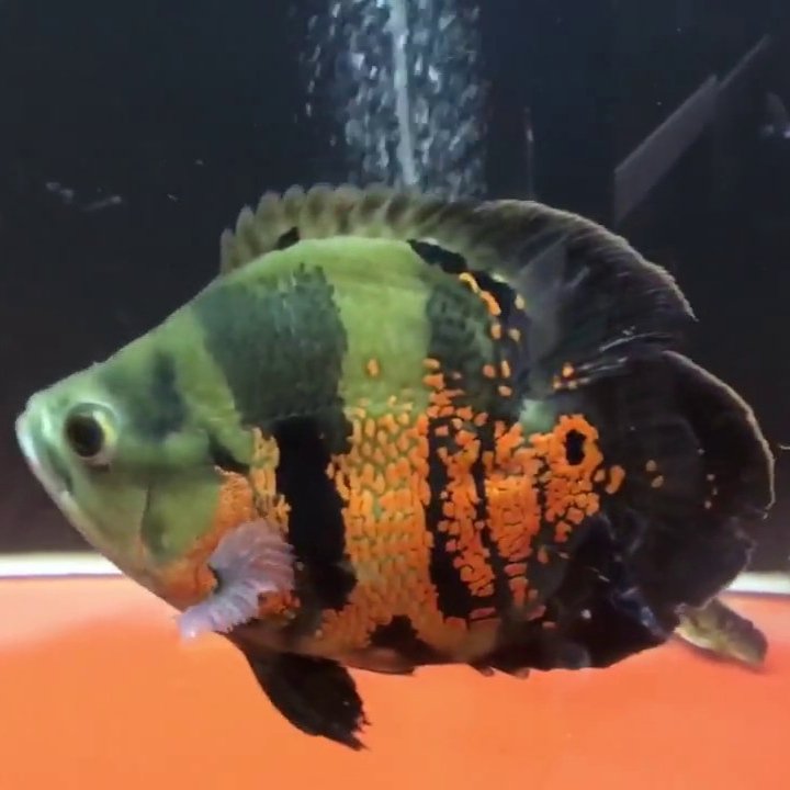 Short body black tiger oscar (4 Pieces) - Image 3