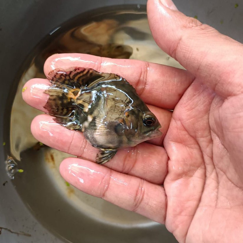 Short body black tiger oscar (4 Pieces) - Image 5