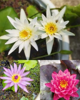 Waterlily combo ( 3 plants)