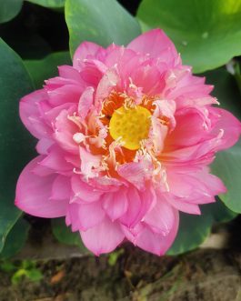 Pastel Blood, Peony Fairy, Drop Blood Lotus Combo (3 Plants Tubers)