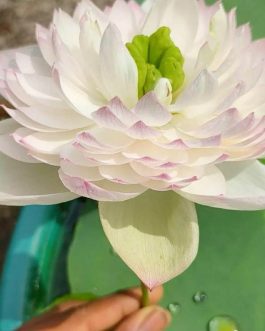 Super Lotus, Minglu, Peony Fairy lotus Combo (3 Tubers)