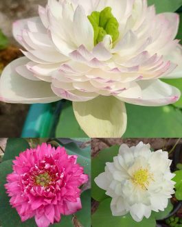 Super Lotus, Minglu, Peony Fairy lotus Combo (3 Tubers)