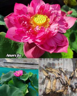Amore Jia Lotus Tuber