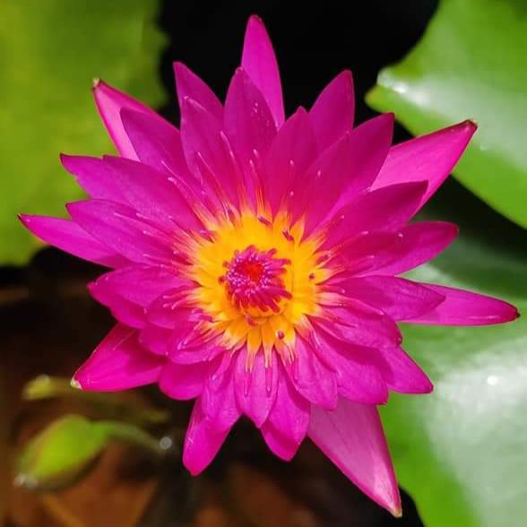 Bulls Eye Hybrid, White Waterlilly combo - Image 2