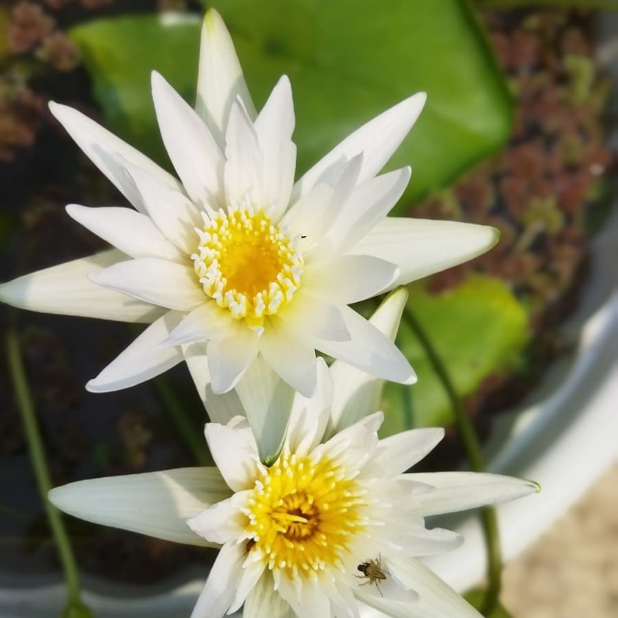 Bulls Eye Hybrid, White Waterlilly combo - Image 3