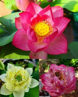Red shangai , yellow peony, ameri peony (3 lotus tuber combo)