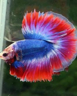 Thai flag ohm betta pair( male and female)