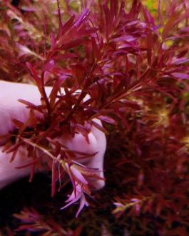 Rotala blood red Singapore Version SG (6 stems)