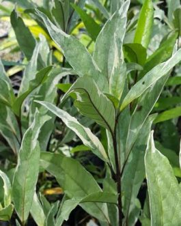 Justicia Gendarussa Variegata ( Single Plant )