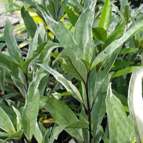 Justicia Gendarussa Variegata ( Single Plant ) - Image 2