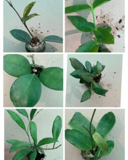 Hoya Combo (Five Different Varieties)