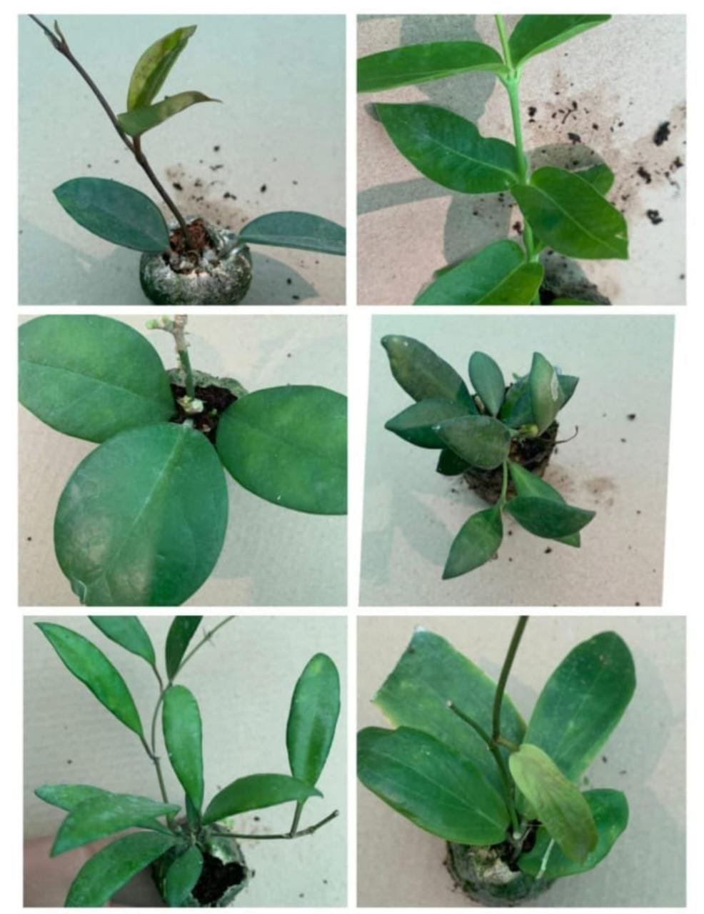 Hoya Combo (Five Different Varieties) - Image 2