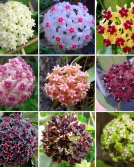 Hoya Combo (Five Different Varieties)