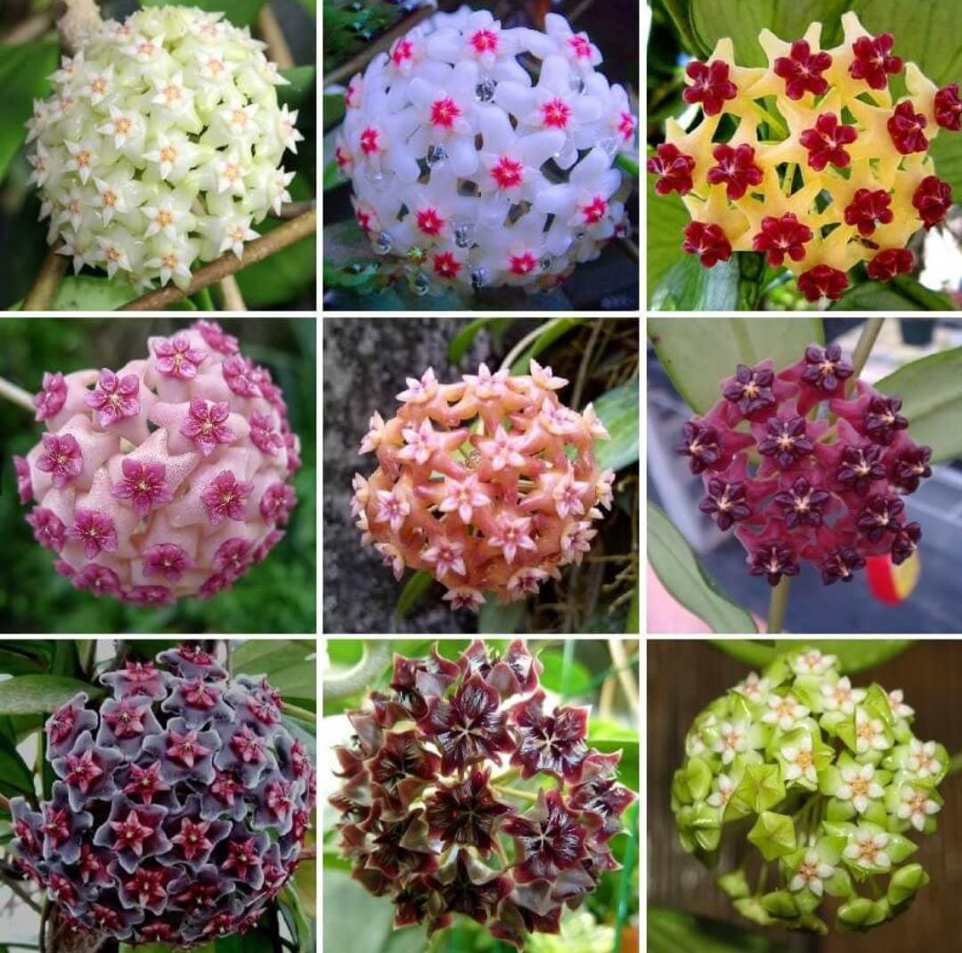Hoya Combo (Five Different Varieties)