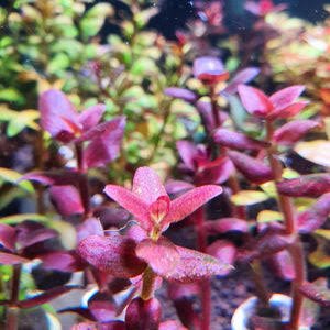 Bacopa Salzmannii ( T.C ) - Image 6