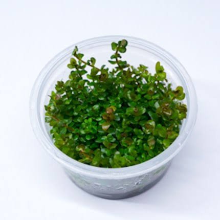 Bacopa Salzmannii ( T.C ) - Image 4