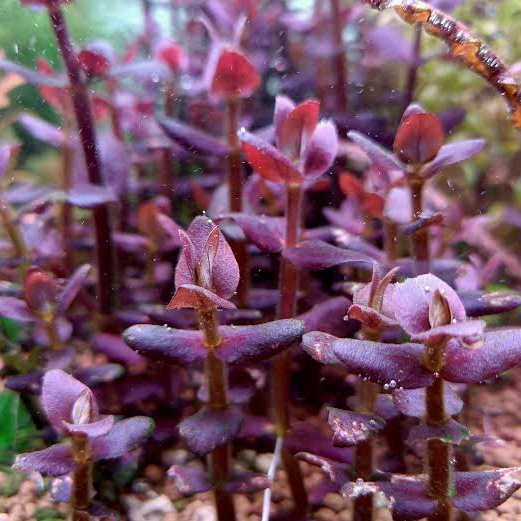Bacopa Salzmannii ( T.C ) - Image 3