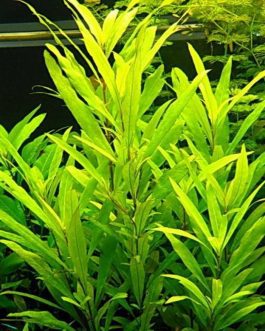 Hygrophila corymbosa Siamensis (3 stems)