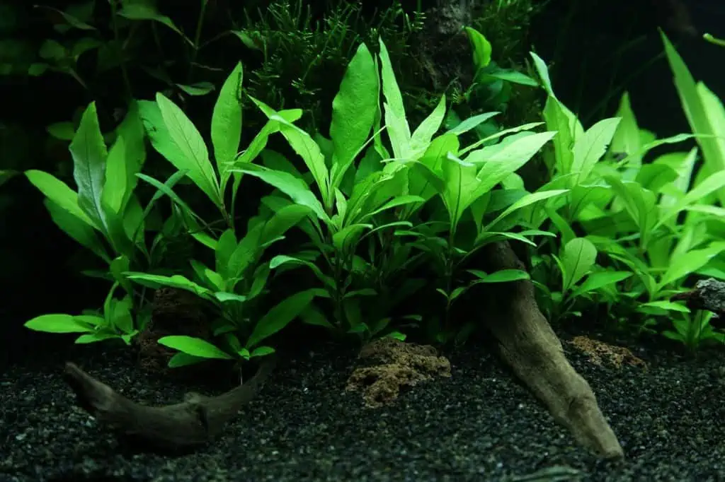 Hygrophila corymbosa Siamensis (3 stems) - Image 3