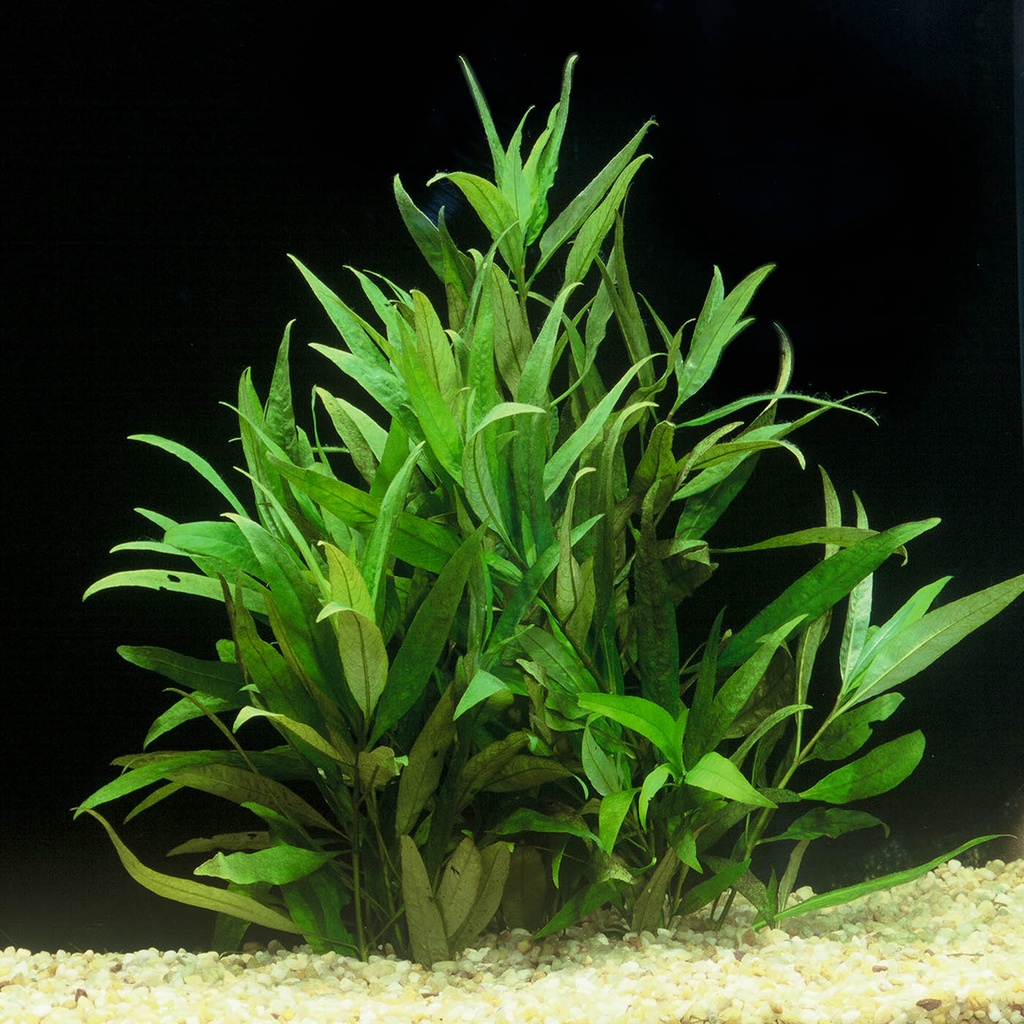 Hygrophila corymbosa Siamensis (3 stems) - Image 6