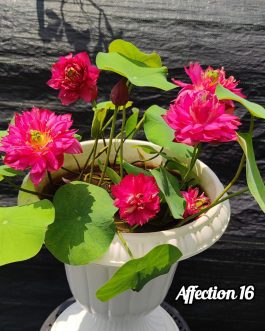 Affection 16, Ameri Camelia, Siam Ruby Lotus Combo