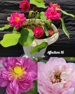 Affection 16, Ameri Camelia, Siam Ruby Lotus Combo