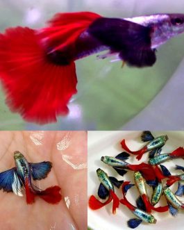 Plantinum Red Tail Dumbo Big Ear Guppy Pair