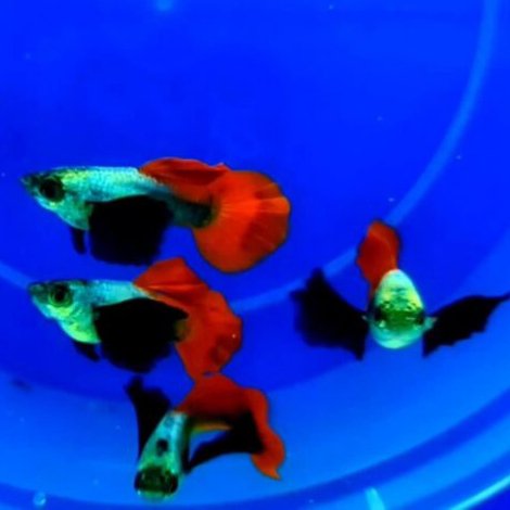 Plantinum Red Tail Dumbo Big Ear Guppy Pair - Image 4