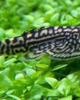Hill stream loach ( 3 pcs)