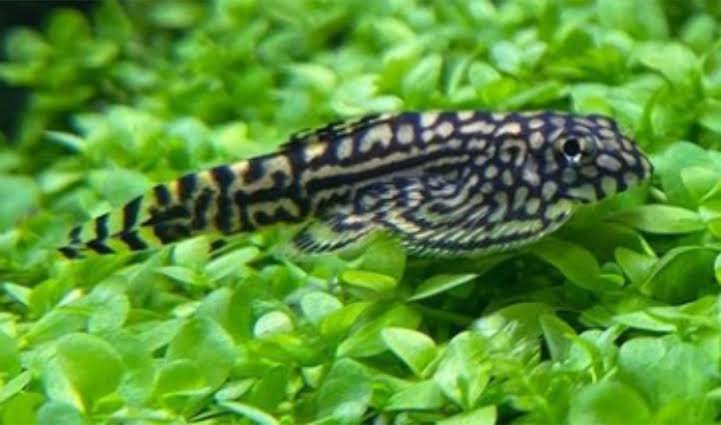 Hill stream loach ( 3 pcs) - Image 2