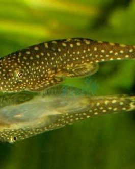 Borneo sucker (3 pcs)