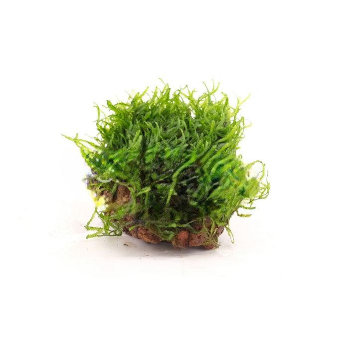 Taxiphyllum sp Flame/ Flame Moss (on rock)/ loose portion/ mesh
