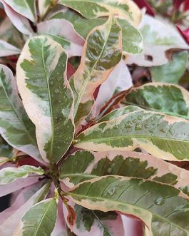 Chinese croton/ Excoecaria cochinchinensis