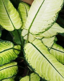 Dieffenbachia seguine /Dumb cane white(large plant)