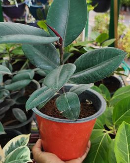 Ficus Elastica (large single plant)